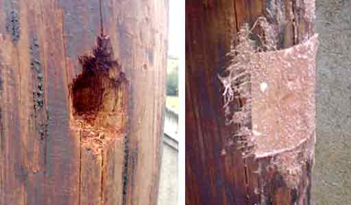 Woodpecker hole: before and after patching